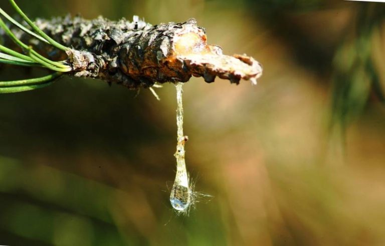 7-effective-ways-to-protect-your-car-from-tree-sap-car-super-care